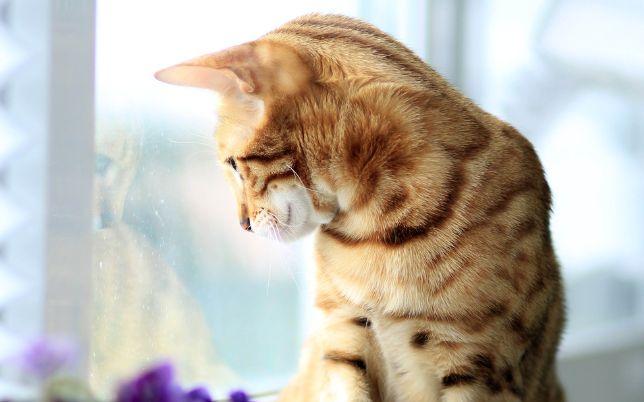 untitled design 2026 01 30t164050.503